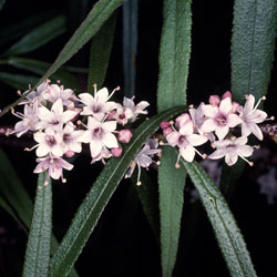 Myoporum bateae