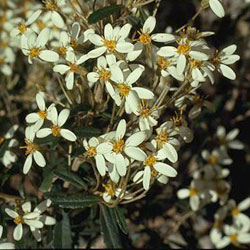 Olearia erubescens