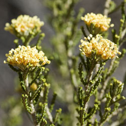 Phebalium squamulosum