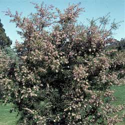 Hakea sericea