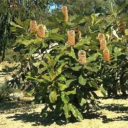 Banksia robur