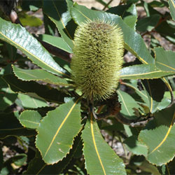 Banksia robur