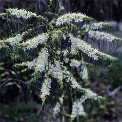 Myoporum floribundum