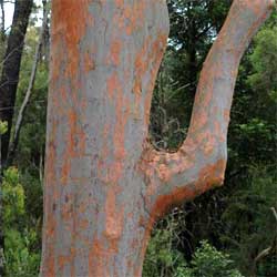 Angophora costata bark