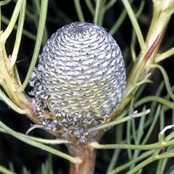 Isopogon anethifolius fruit