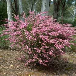 Boronia deanei