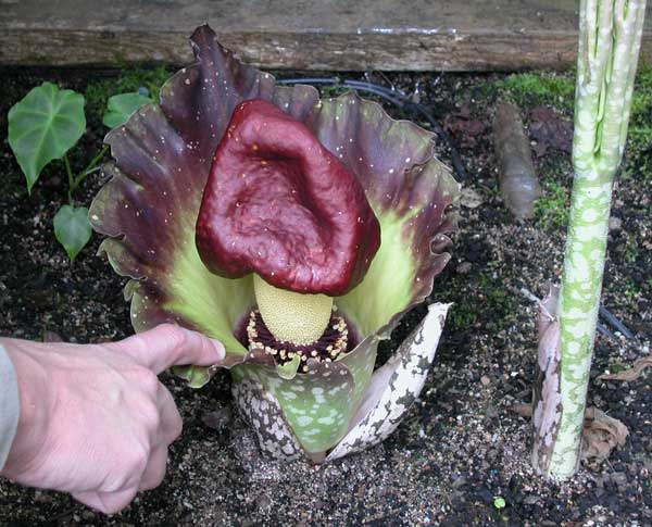 Photo of Amorphophallus paeoniifolius