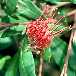 Grevillea macleayana