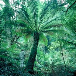 Dicksonia antarctica