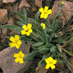 Goodenia robusta