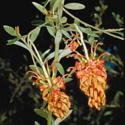 Grevillea diminuta