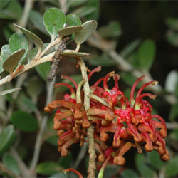 Grevillea diminuta