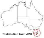 Clematis gentianoides distribution