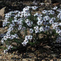 Olearia iodochroa