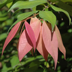 Syzygium wilsonii 'Cascade'