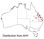 Brachychiton rupestris distribution