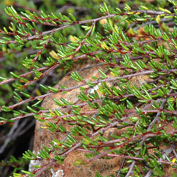 Cryptandra alpina