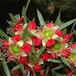 Leptospermum spectaile (A5896) click to enlarge