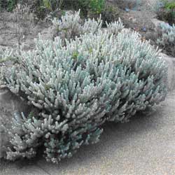 Eremophila subfloccosa