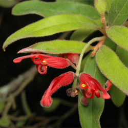 Grevillea mollis