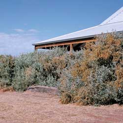 Atriplex nummularia