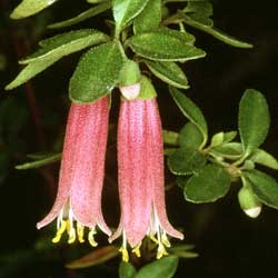 Correa 'Dusky Bells'