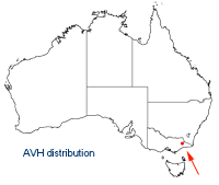 Olearia astroloba distribution