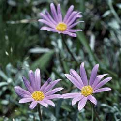 Calotis scabiosifolia