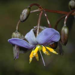 Dianella tasmanica