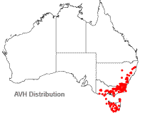 Dianella tasmanica distribution