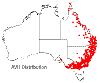 Lomandra filiformis distribution