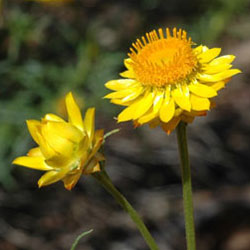 Xerochrysum viscosum 