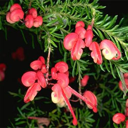 Grevillea lanigera