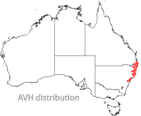 Cordyline stricta map