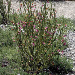 Eremophila racemosa