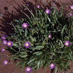 Calandrinia balonensis