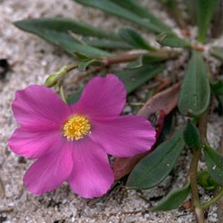 Calandrinia balonensis