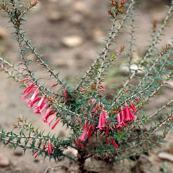 Habit photograph of Epacris impressa