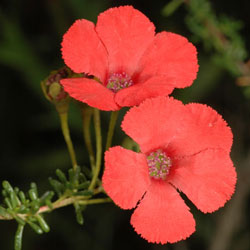 Close-up photograph of Pileanthus vernicosus