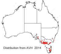 Calocephalus lacteus distribution