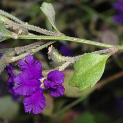 Dampiera purpurea flower