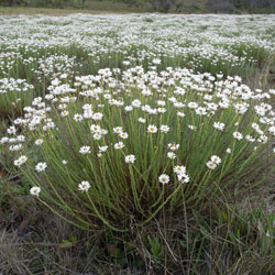 Rhodanthe anthemoides growth habit