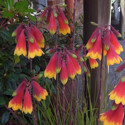 Blandfordia grandiflora APII dig 34049