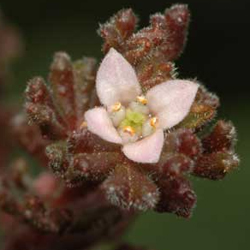 Zieria obcordata APII dig 18427