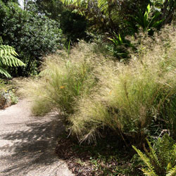 Austrostipa ramosissima APII dig 9776