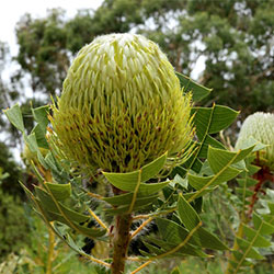 Banksia baxteri APII dig 45618