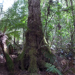 Nothofagus cunninghamii APII dig 40341