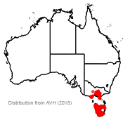 Nothofagus cunninghamii distribution