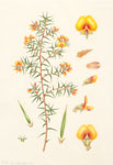 Pultenaea juniperina var. mucronata