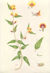 Mirbelia platylobioides